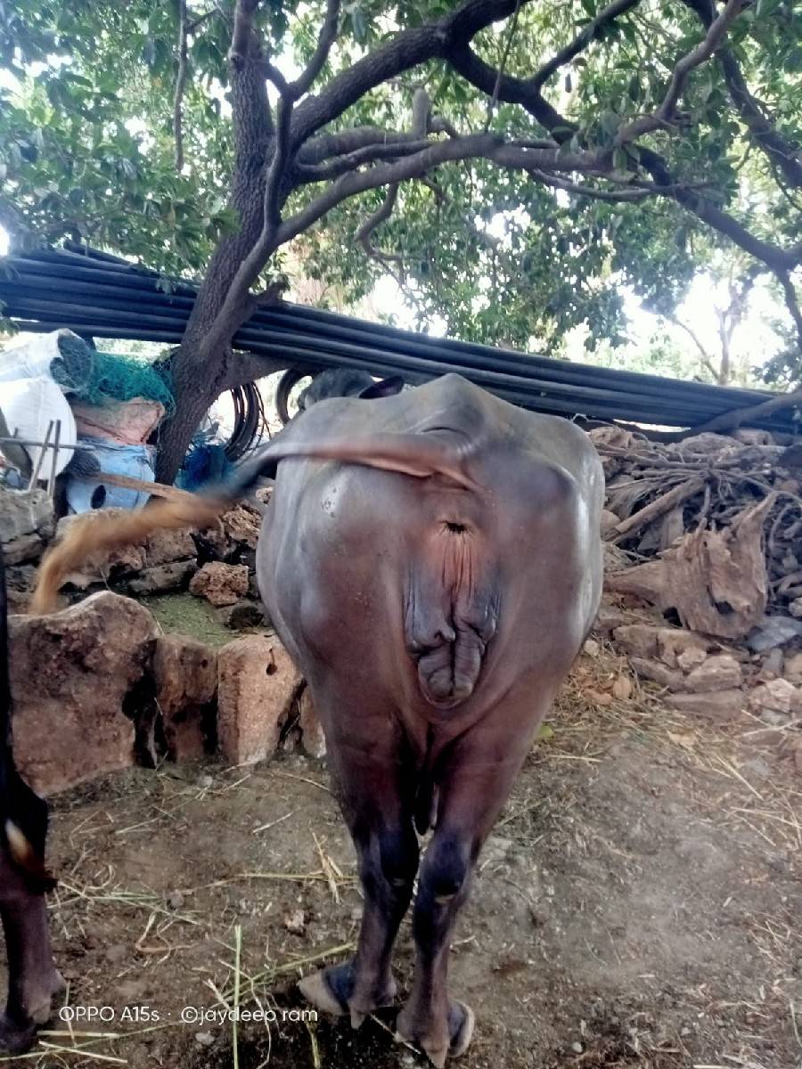 ભેંસ વેચવાની છે