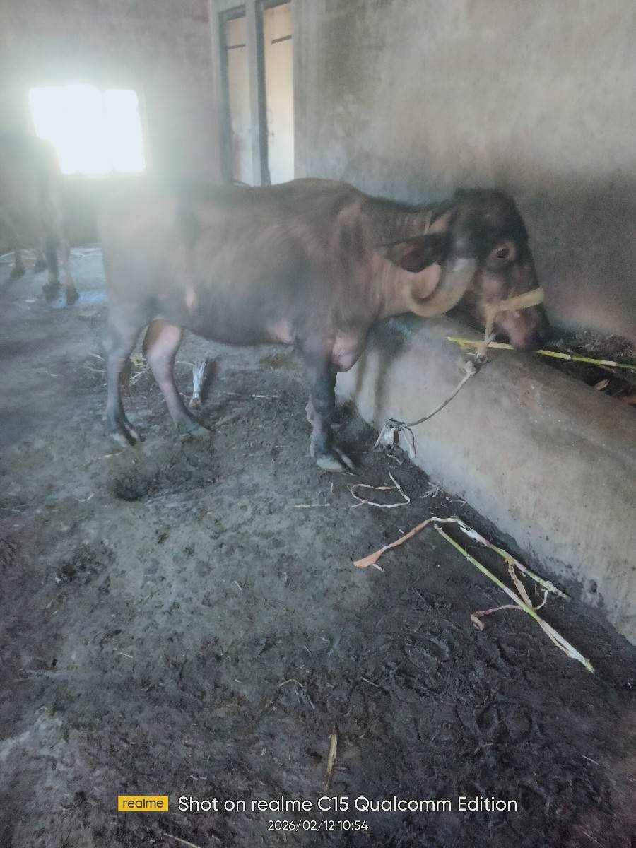 ખણેલી વેચવાની છે
