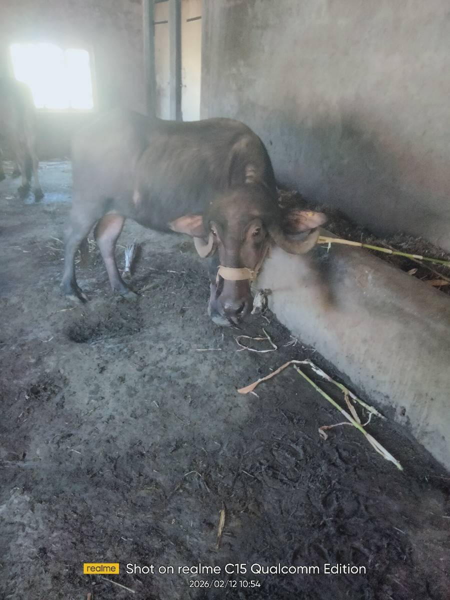 ખણેલી વેચવાની છે