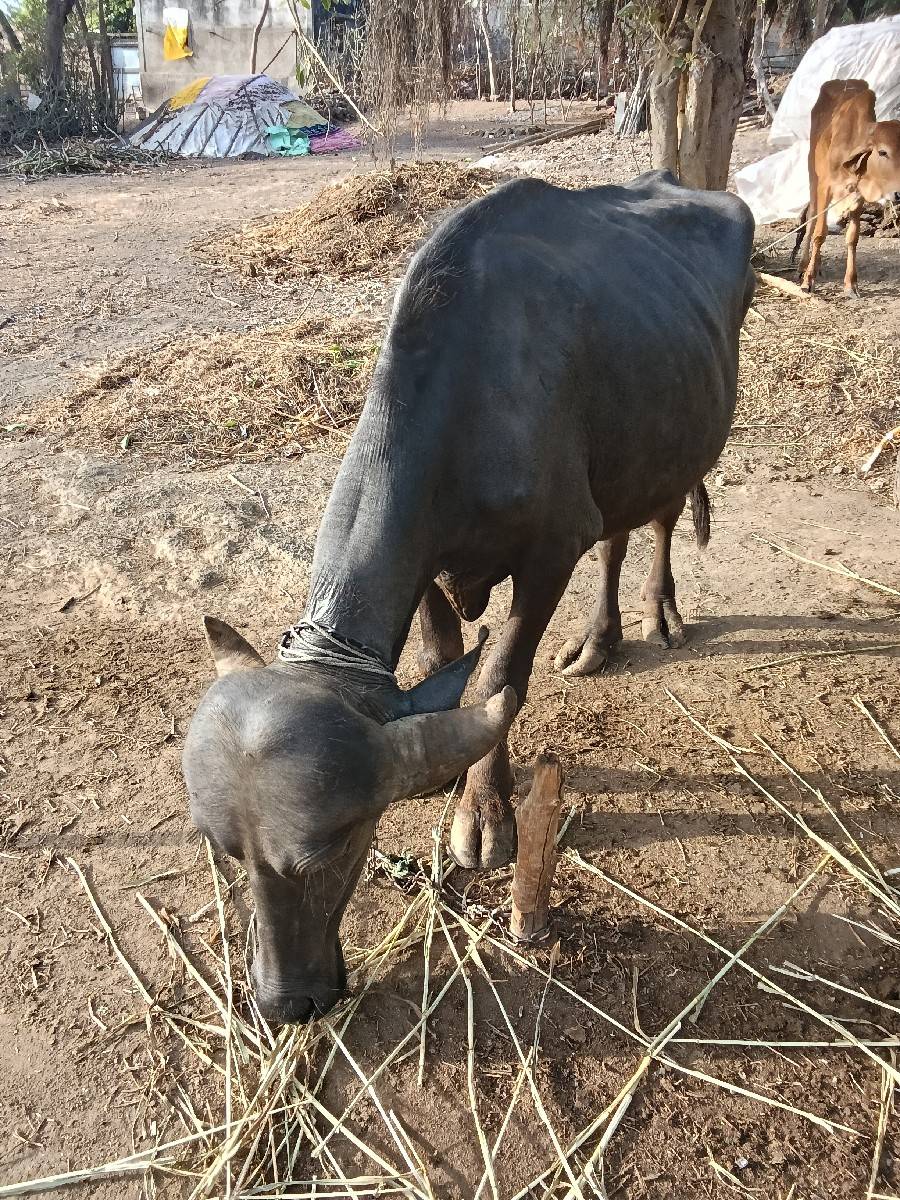 ખળેલી વેચવાની છે