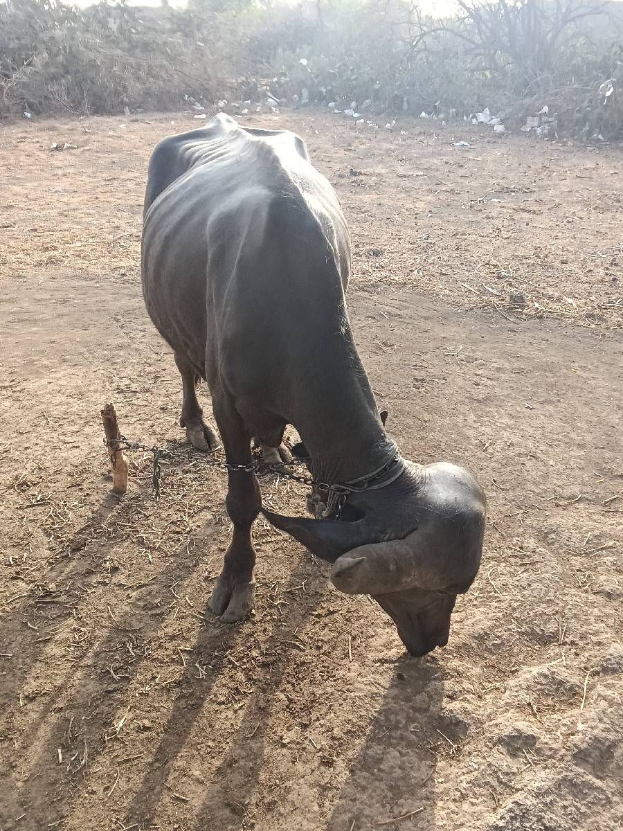 ખળેલી વેચવાની છે
