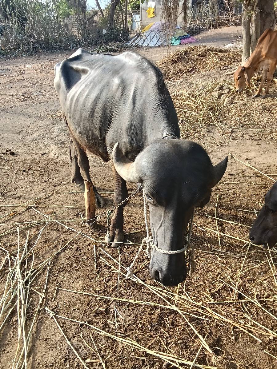 ખળેલી વેચવાની છે