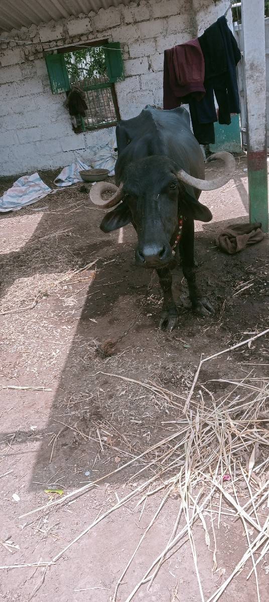 ભેંસ વેચવાની છે