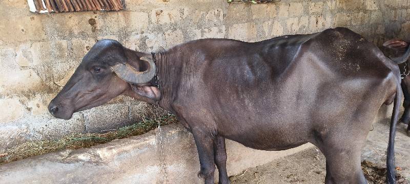 ભેંસ વેચવાની છે
