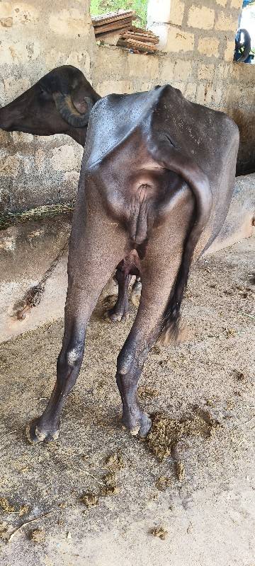 ભેંસ વેચવાની છે