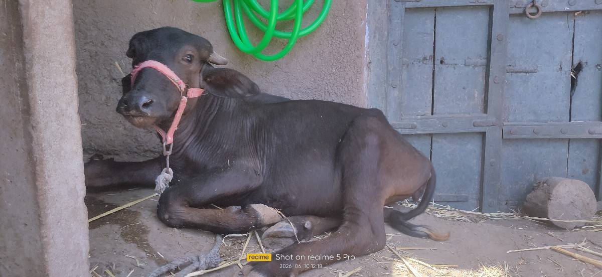 પાડી વેચવાની છે