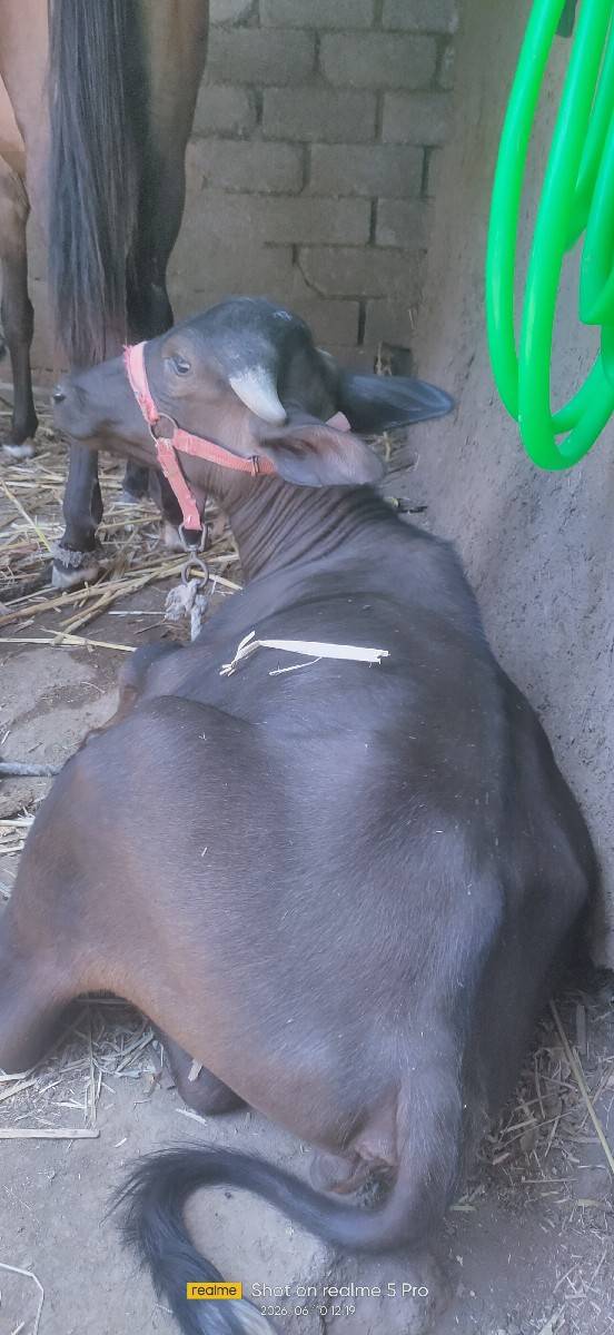 પાડી વેચવાની છે