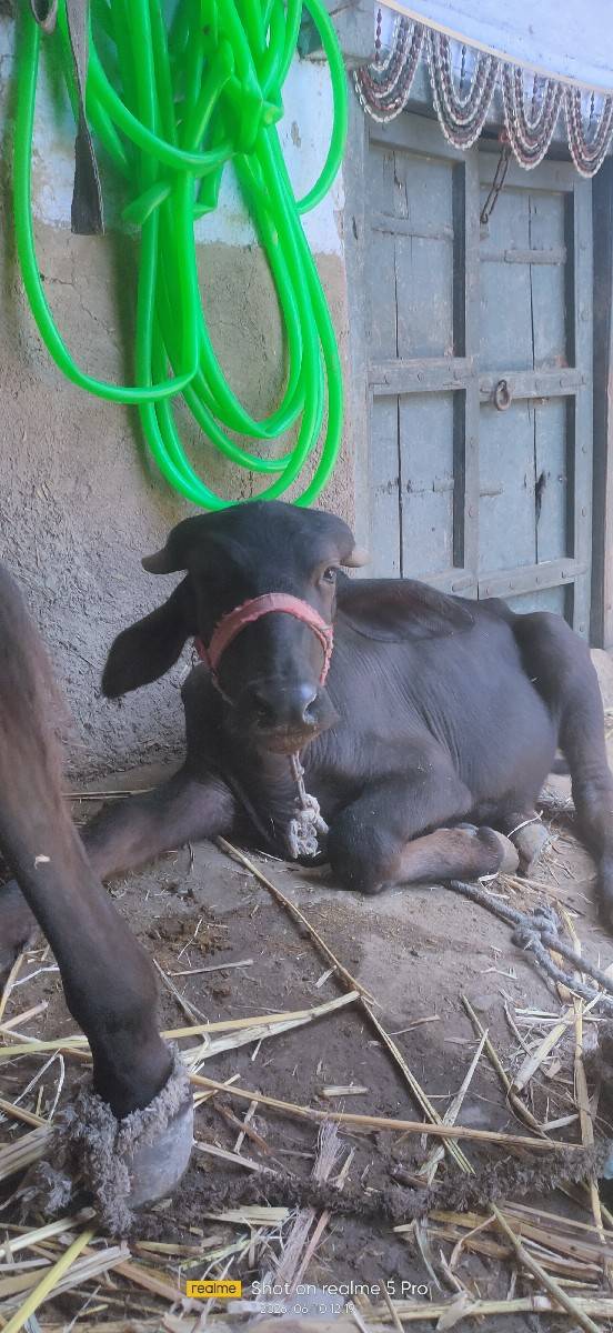 પાડી વેચવાની છે