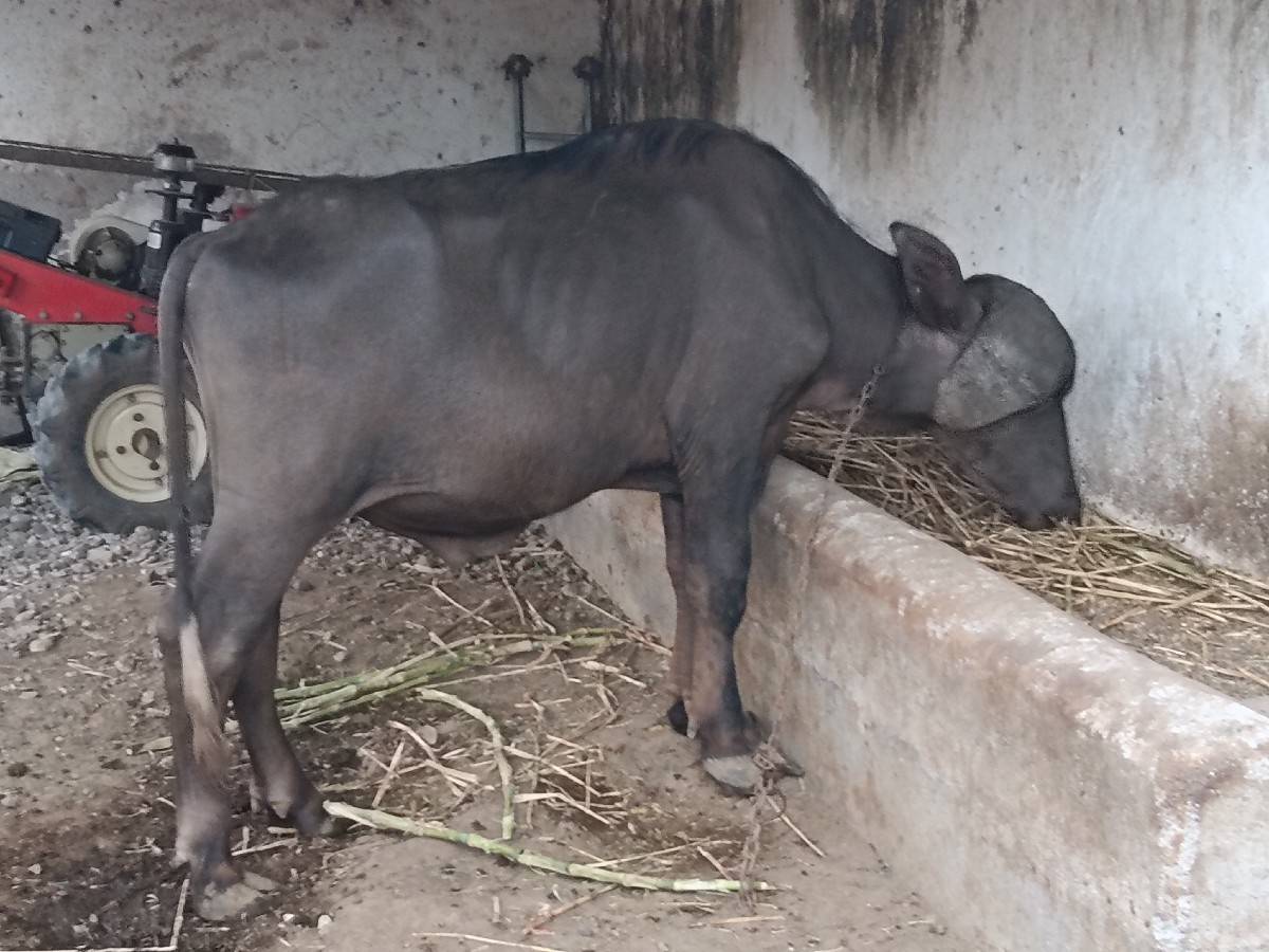 જાફરાબાદી પાડો વેચવાનો છે