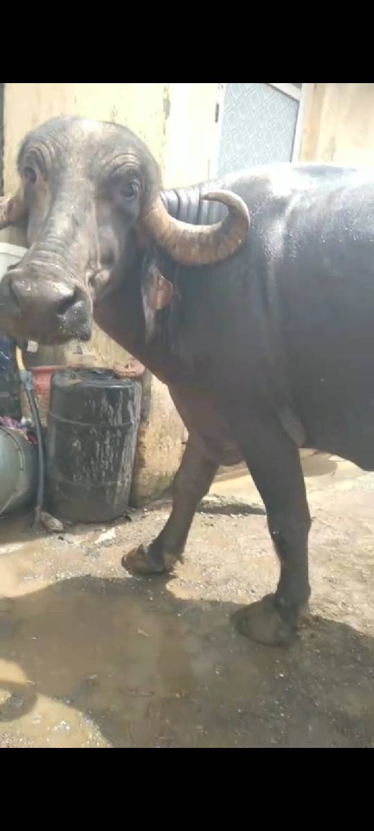 ભેંસ વેચવાની છે