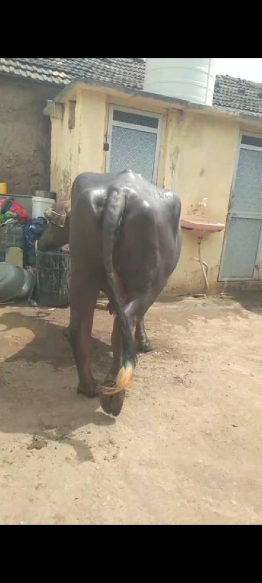 ભેંસ વેચવાની છે