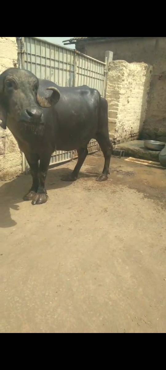 ભેંસ વેચવાની છે