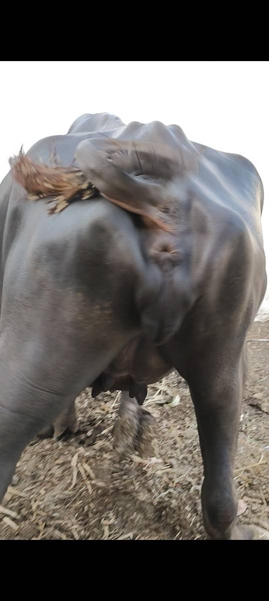 કુંડી  જાફરાબાદી ખડી