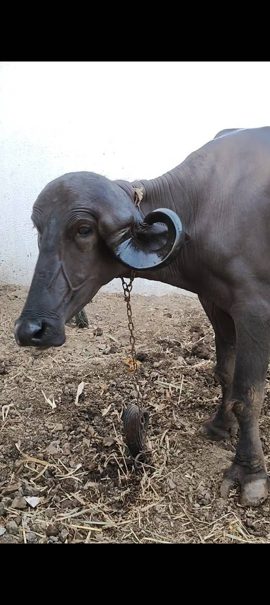 કુંડી  જાફરાબાદી ખડી