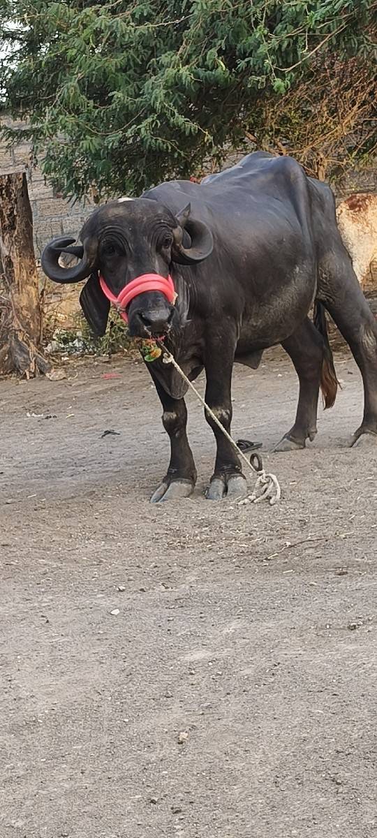 પેલું વેતર ખડેલી વેચવાની છે