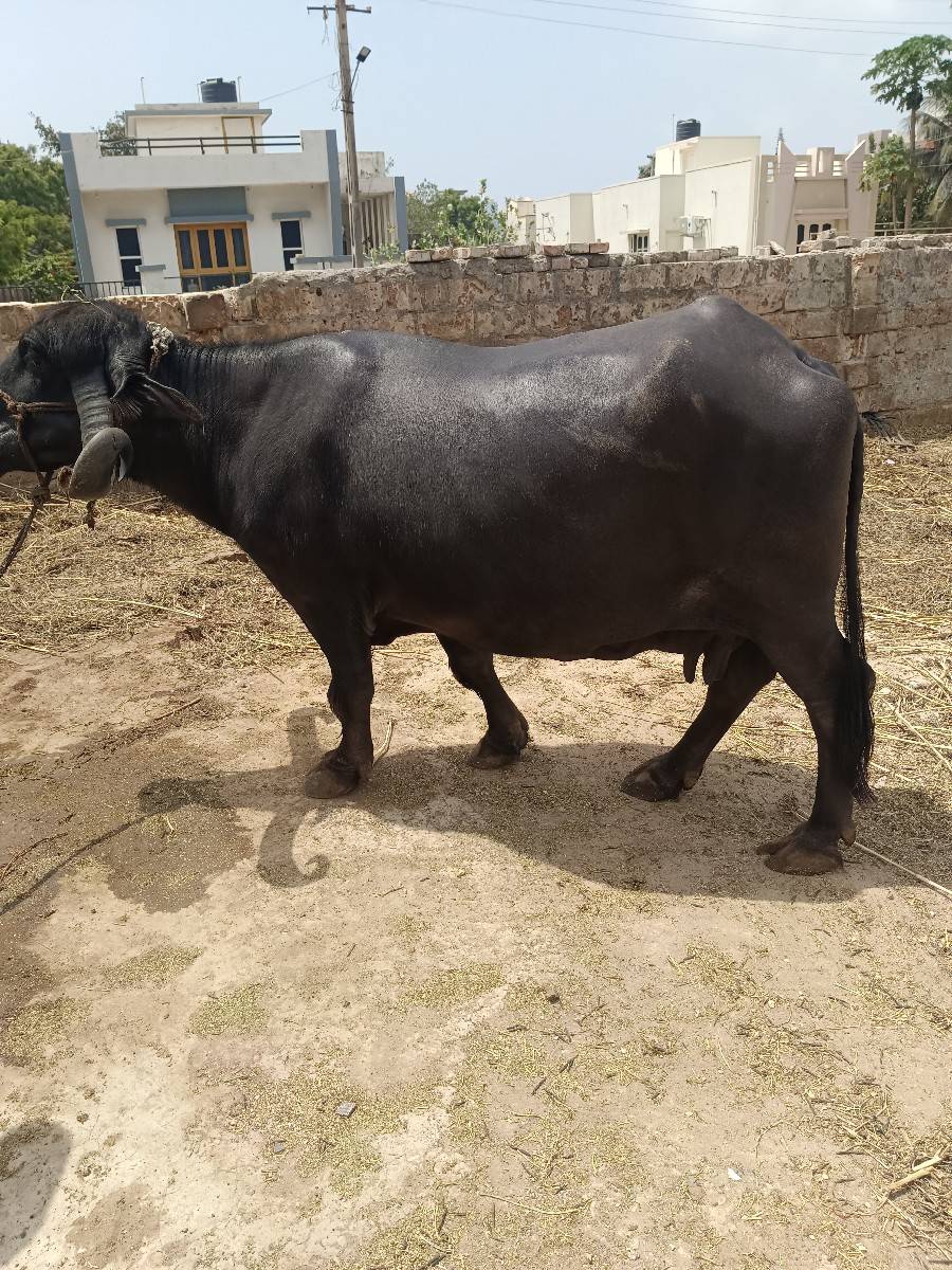 ભેંસ વેચવાની છે