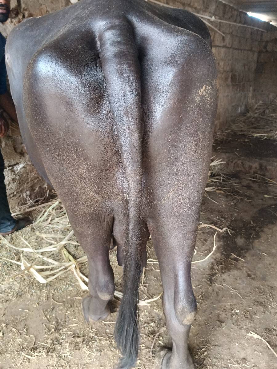 ભેંસ વેચવાની છે