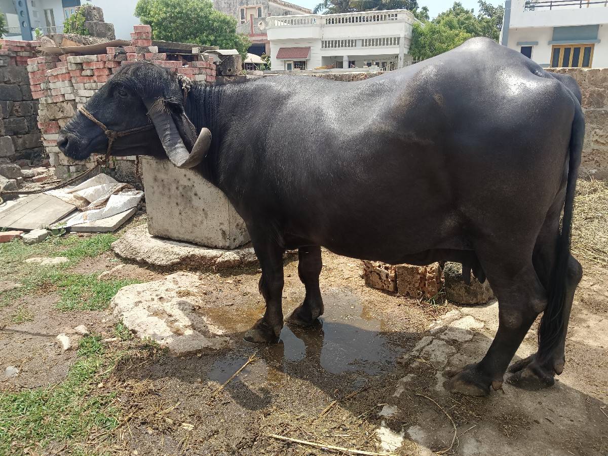 ભેંસ વેચવાની છે