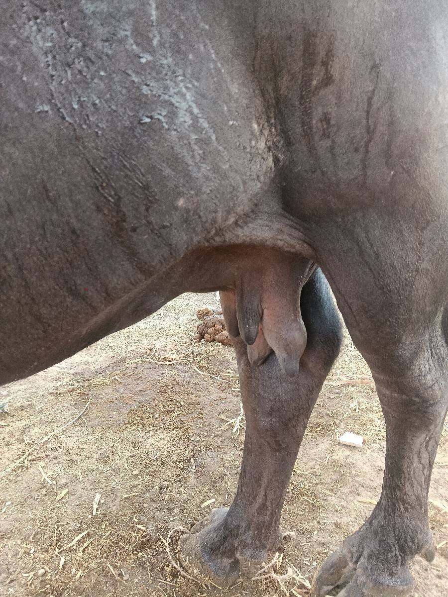 ભેંસ વેચવાની છે બીજી વેતર