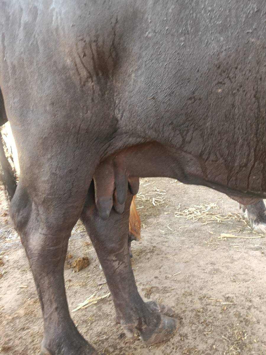 ભેંસ વેચવાની છે બીજી વેતર