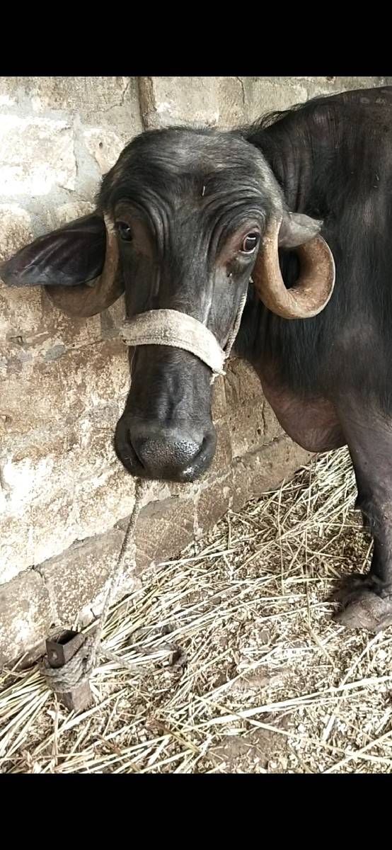 જાફરાબાદી ભેંસ વેચવાની છે