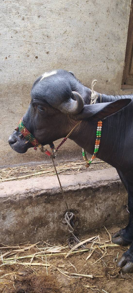 પાડી વેચવાની છે