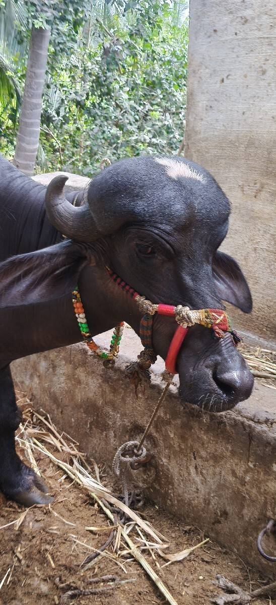 પાડી વેચવાની છે