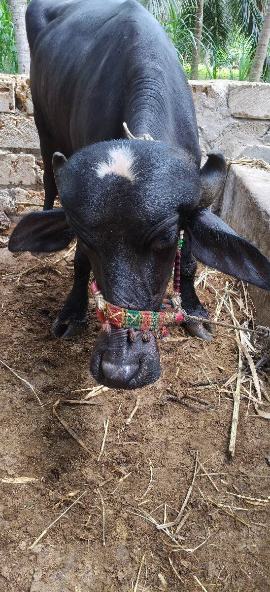 પાડી વેચવાની છે
