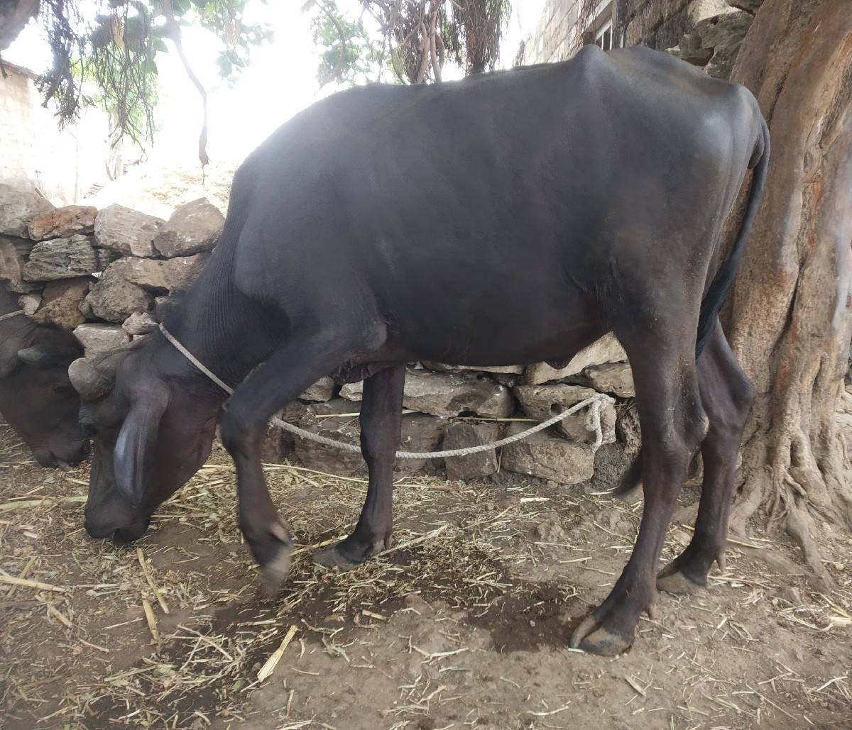 ૩ પાડી વેચવાની છે