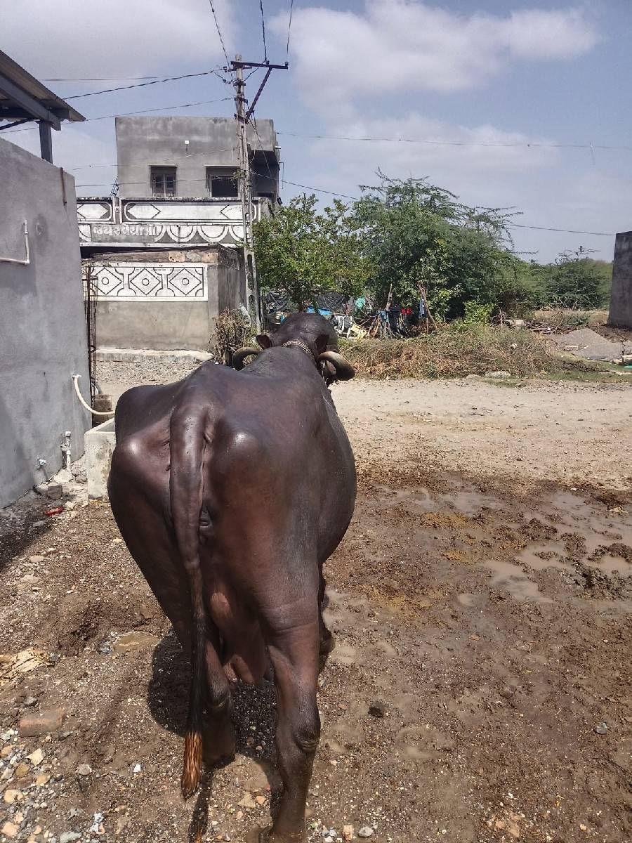 sari jafri khadeli vechvani che