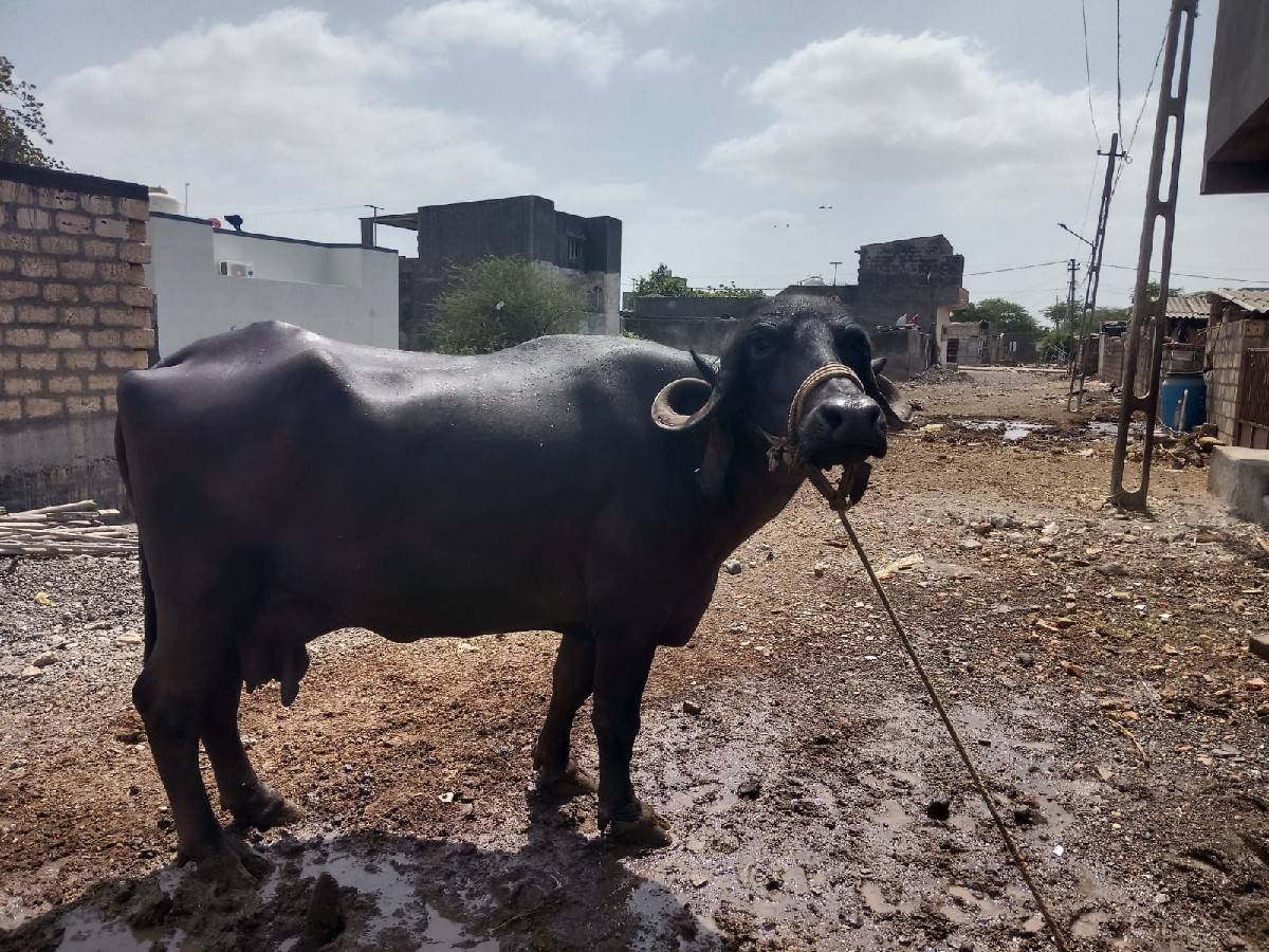 sari jafri khadeli vechvani che