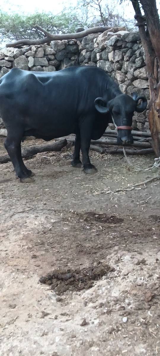 ભેંસ વેચવાની છે