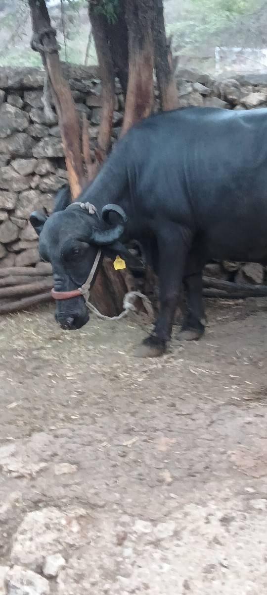 ભેંસ વેચવાની છે