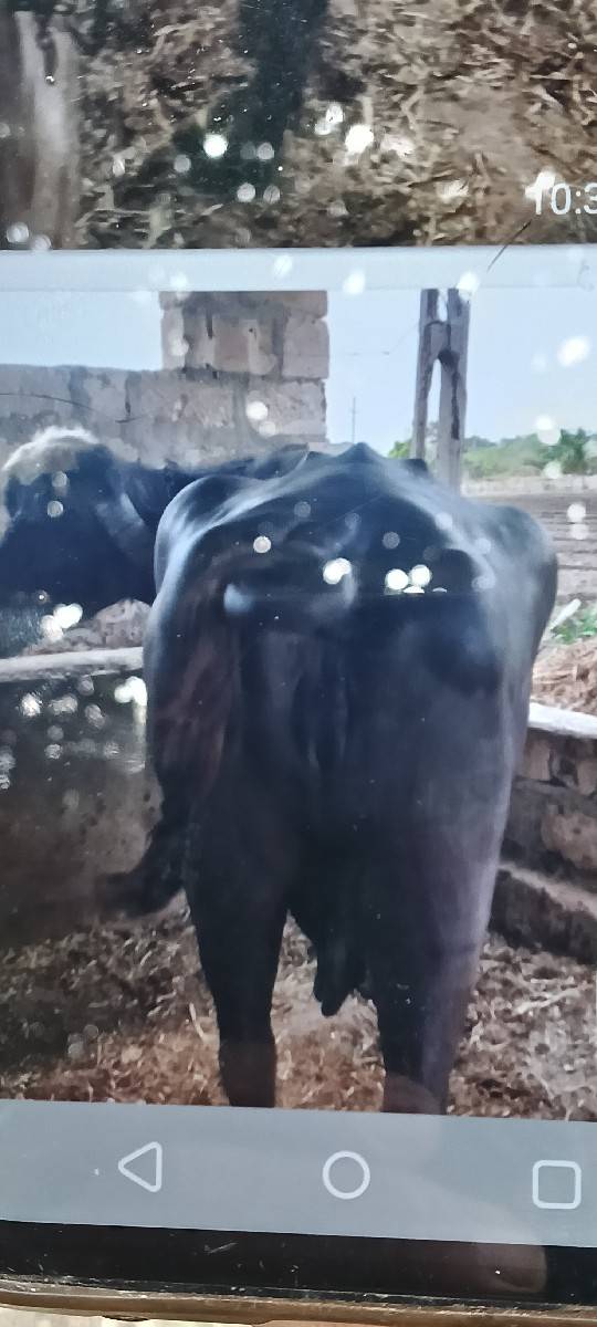 ભેંસ વેચવાની છે