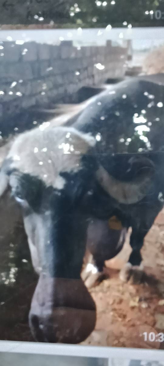 ભેંસ વેચવાની છે