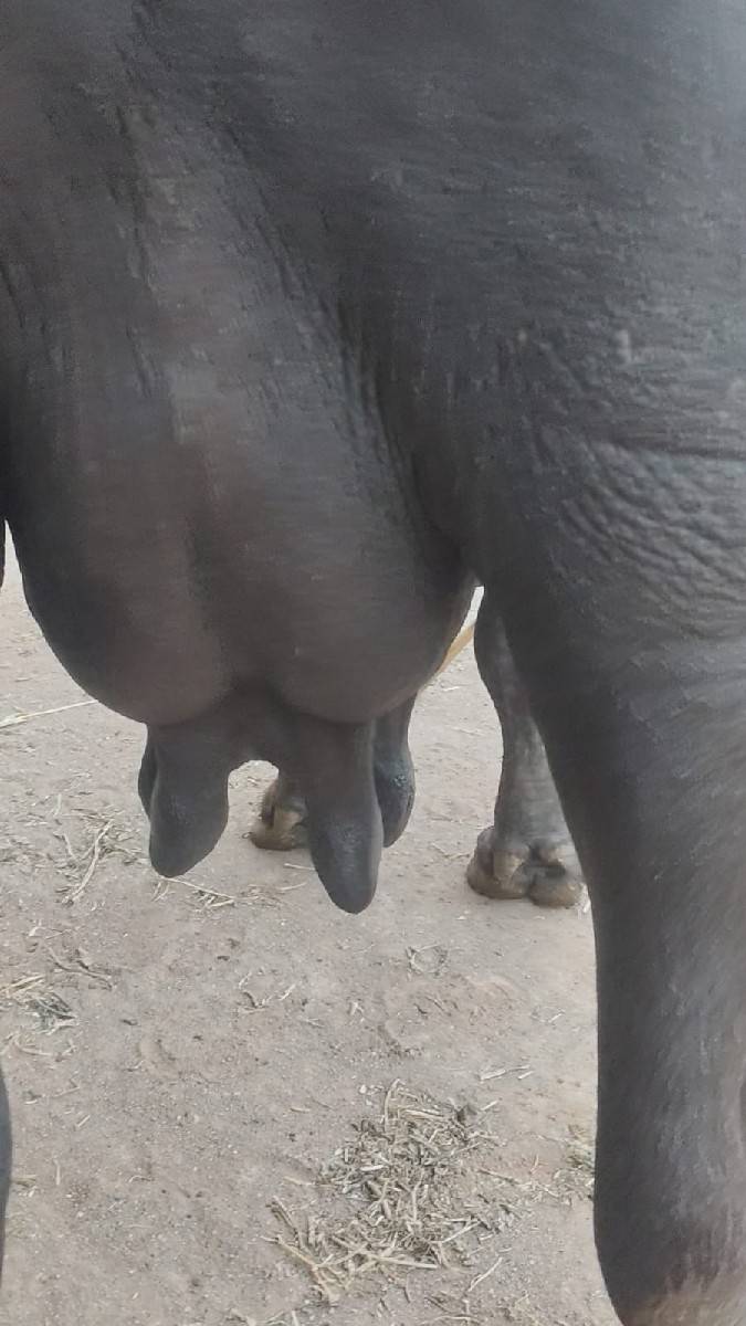 ભેસ વેચવાની છે
