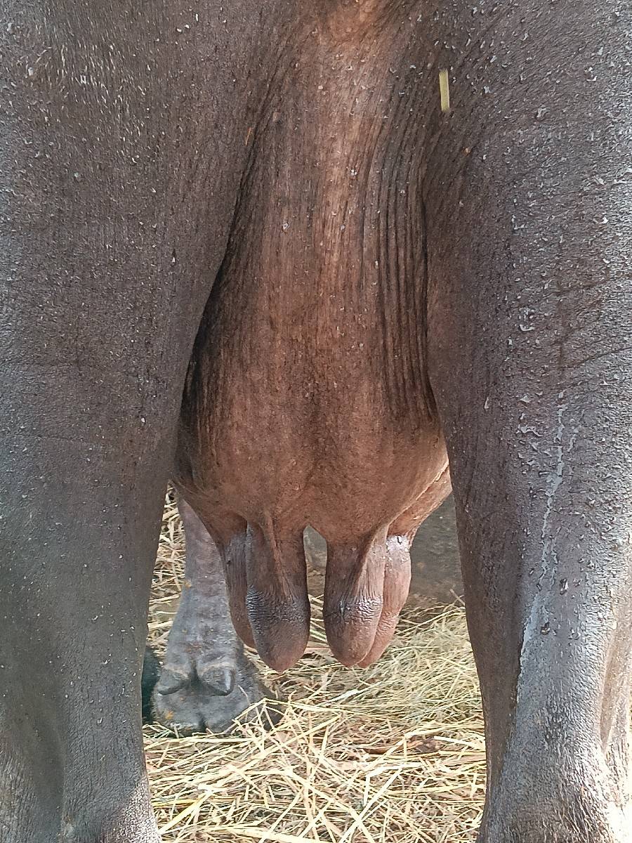 ભેંસ વેચવાની છે