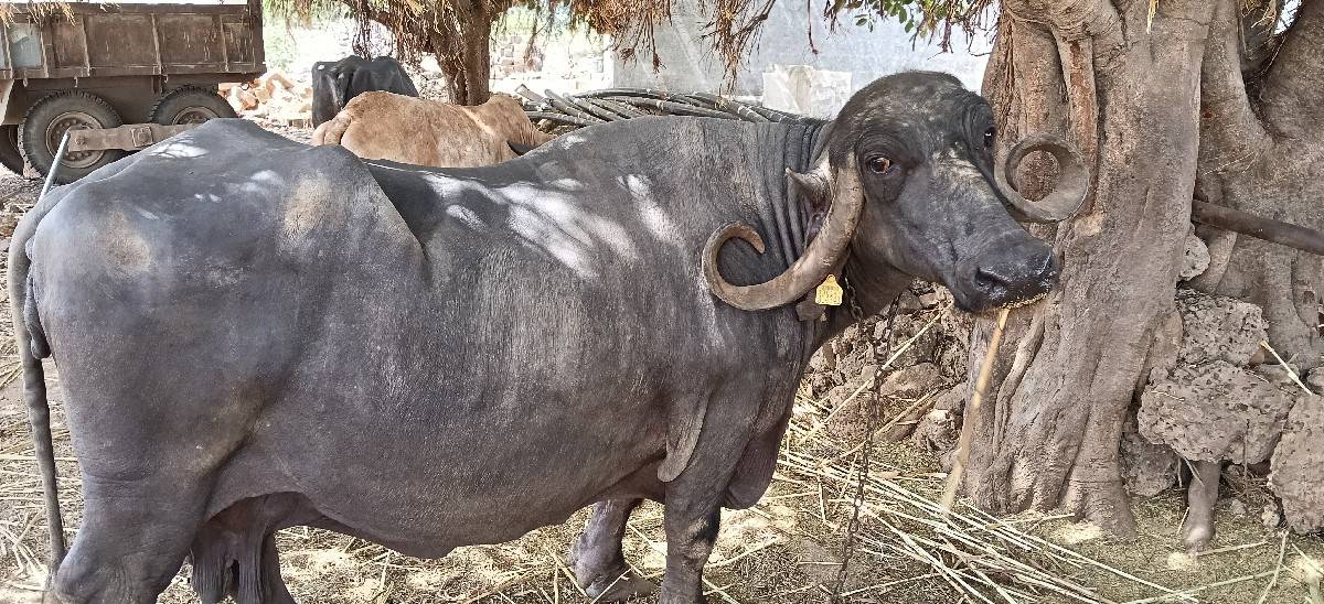 ભેંસ વેચવાની છે