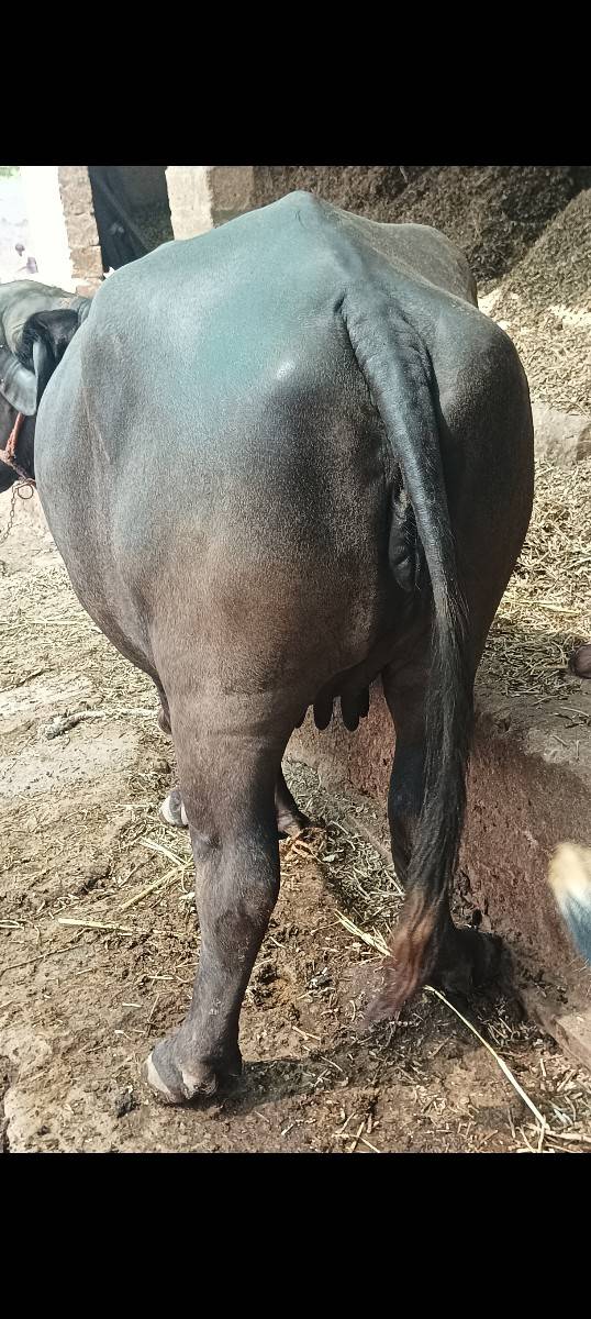 ભેંસ વેચવાની છે