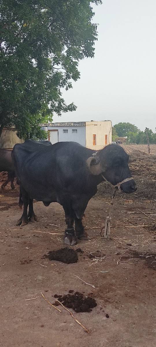 ભેંસ વેચવાની છે