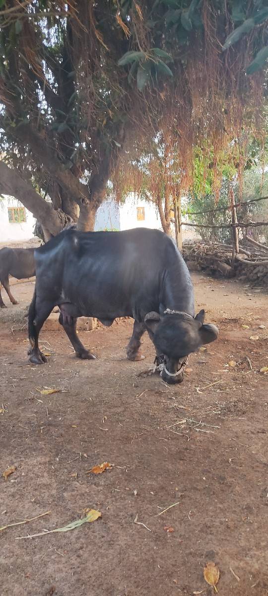 ભેંસ વેચવાની છે
