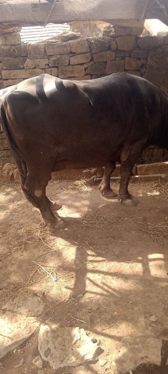 ભેંસ વેચવાની છે
