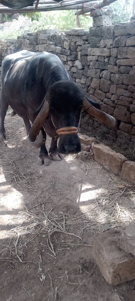 ભેંસ વેચવાની છે