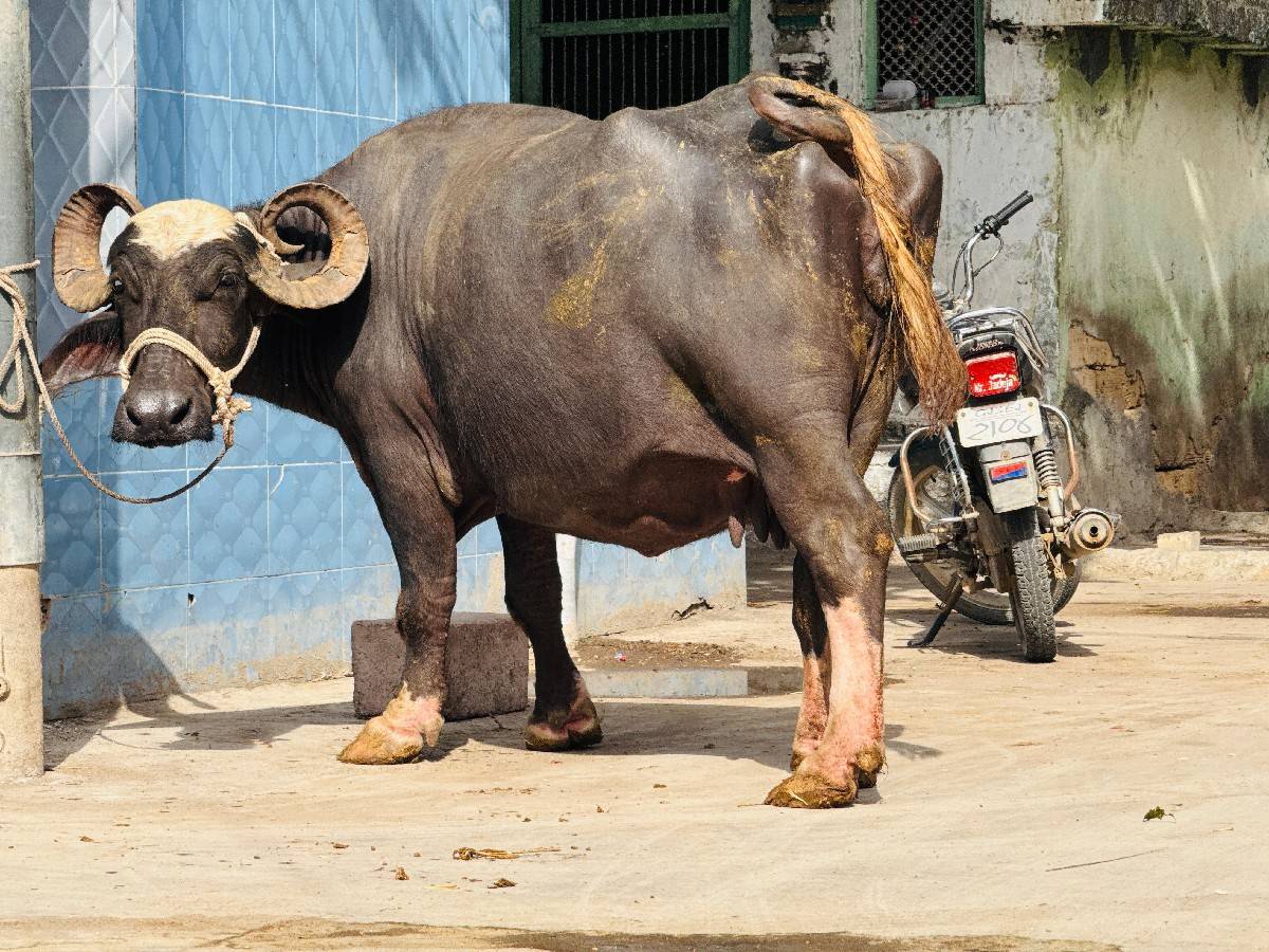 ભગરી ભેંસ વેચવાની છે