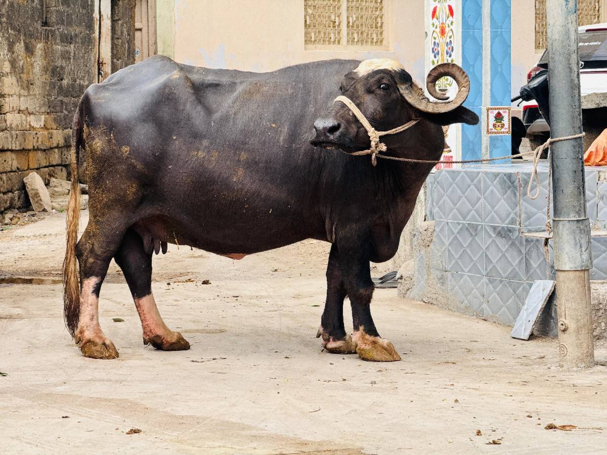 ભગરી ભેંસ વેચવાની છે