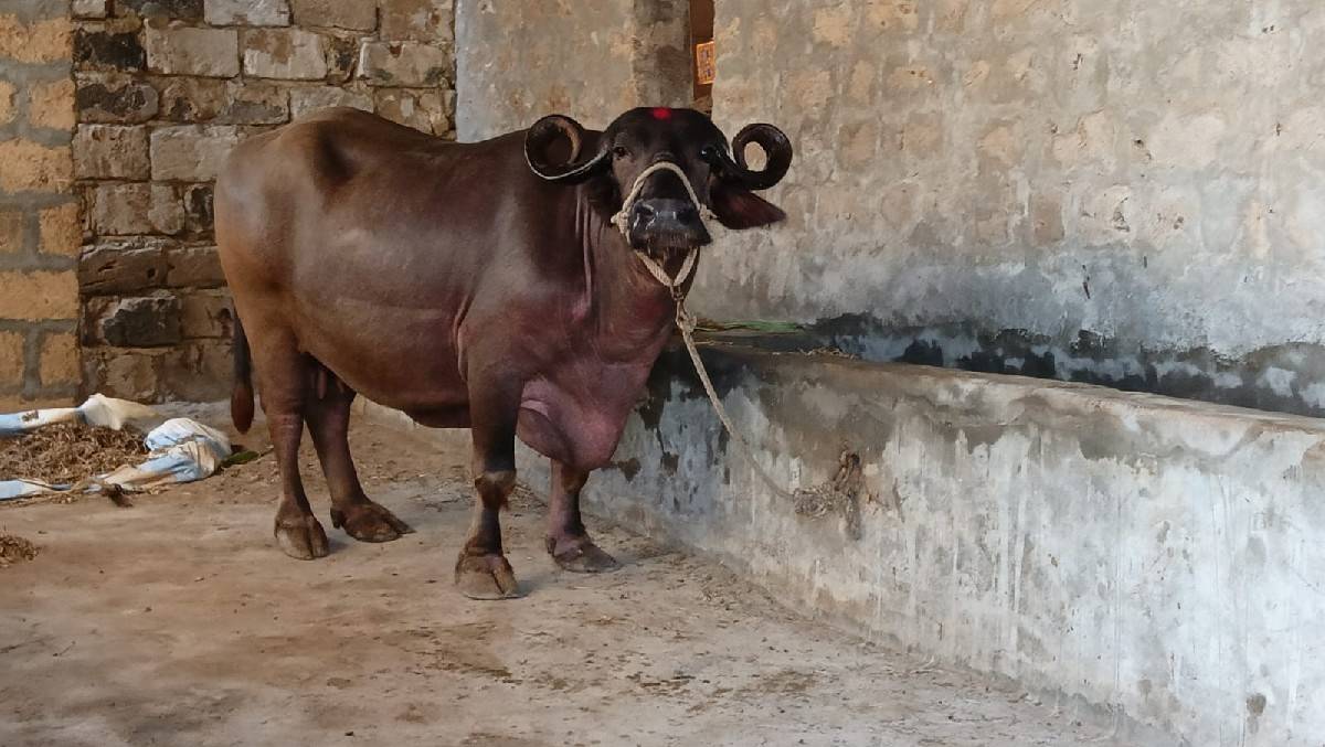 ભેંસ વેચવાની છે
