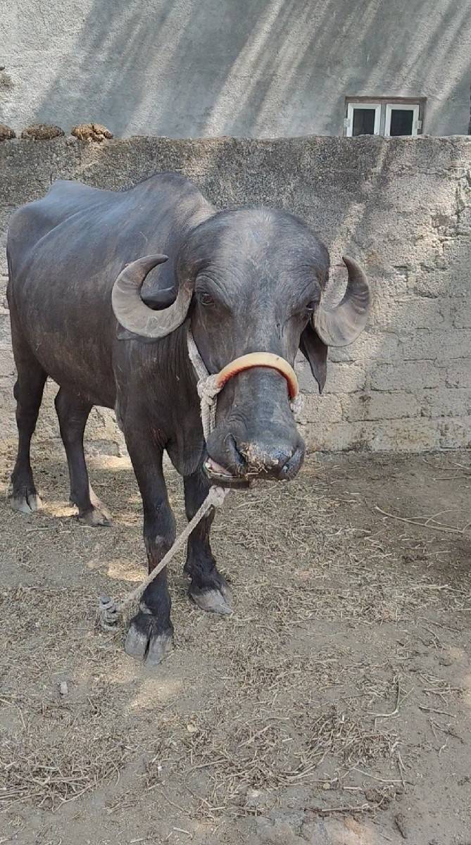 ખળેલી વેચવાની છે