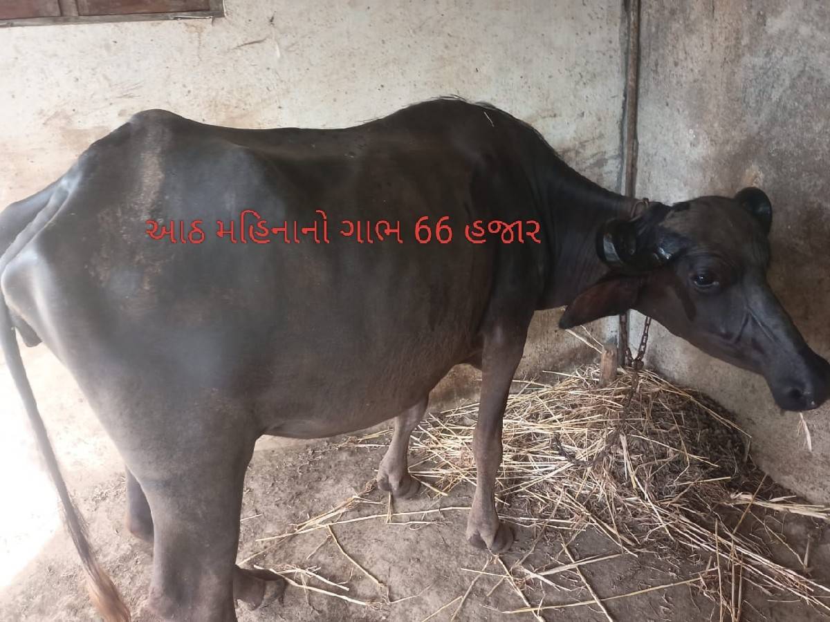 બે ખડેલી વેચવાની છે
