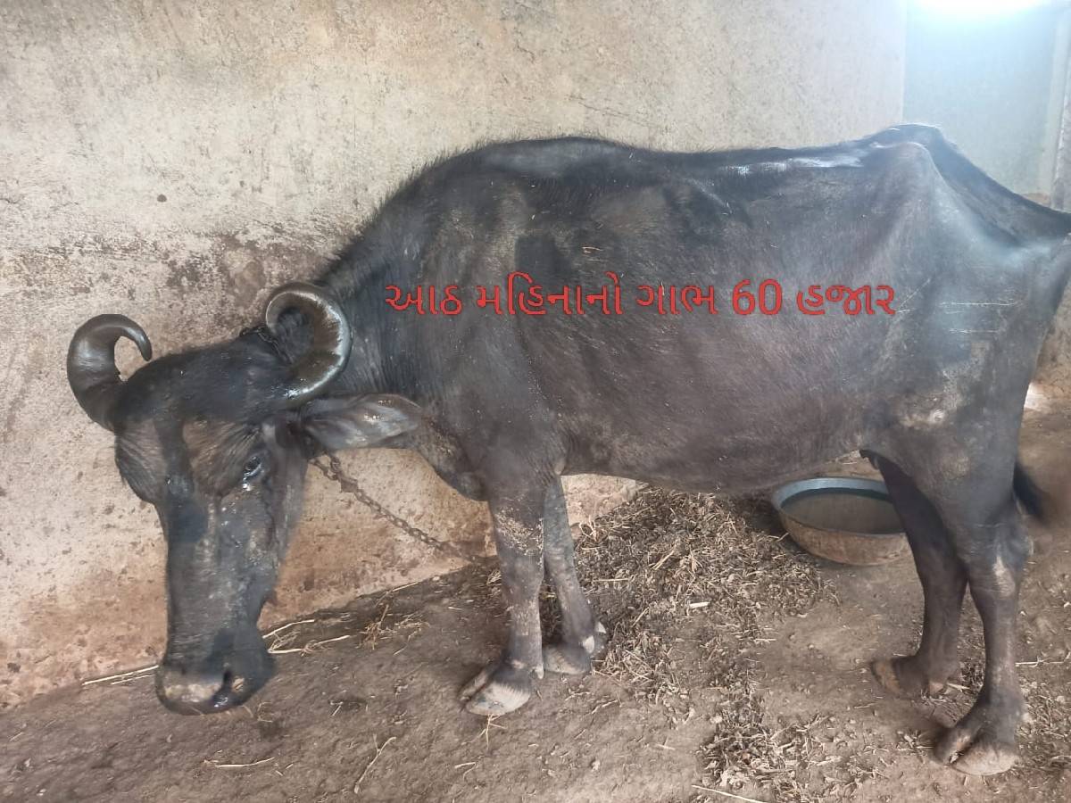 બે ખડેલી વેચવાની છે