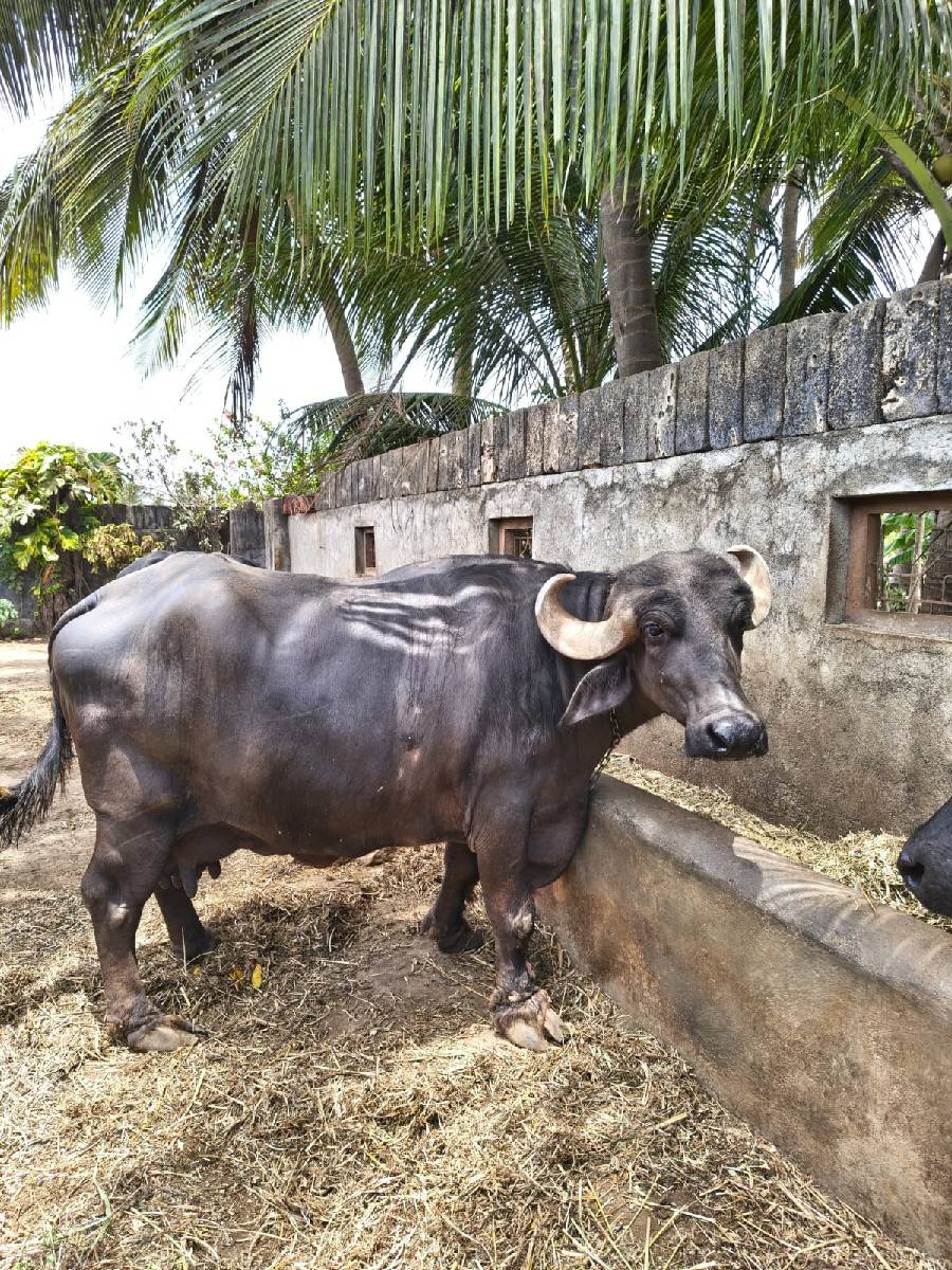 🐃 ભેંશ વેચવાની છે 🐃